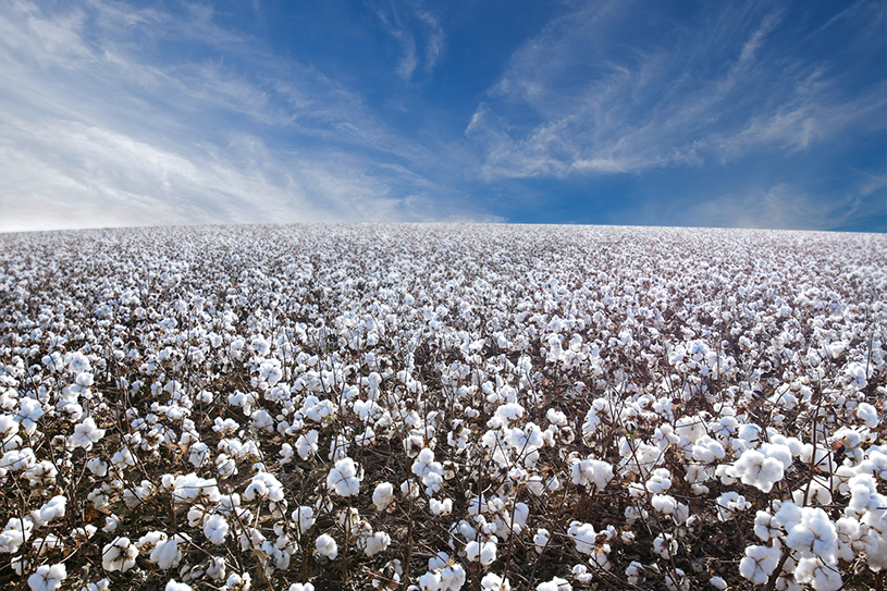 Incofios participa da Cotton Trip 2025: imersão no campo reforça compromisso com a cadeia do algodão